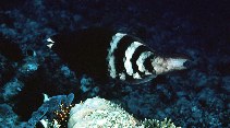 Image of Scarus caudofasciatus (Redbarred parrotfish)