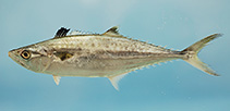 Image of Scomberomorus cavalla (King mackerel)