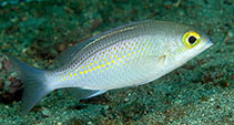 Image of Scolopsis ciliata (Saw-jawed monocle bream)