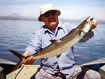 Image of Scomberomorus concolor (Monterey Spanish mackerel)