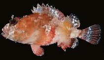 Image of Scorpaenopsis cotticeps (Sculpin scorpionfish)