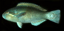 Image of Scarus dimidiatus (Yellowbarred parrotfish)
