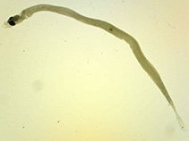 Image of Schindleria elongata (Elongate paedomorphic goby)