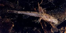Image of Scoloplax empousa (Pantanal dwarf catfish)