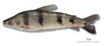 Image of Schizodon fasciatus 