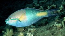 Image of Scarus flavipectoralis (Yellowfin parrotfish)