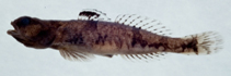 Image of Schismatogobius fuligimentus 