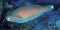 Image of Scarus fuscocaudalis (Darktail parrotfish)