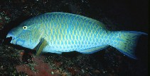 Image of Scarus ghobban (Blue-barred parrotfish)
