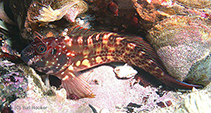 Image of Scartichthys gigas (Giant blenny)