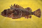 Image of Scorpaena guttata (California scorpionfish)