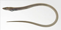 Image of Scolecenchelys gymnota (Indo-Pacific slender worm-eel)