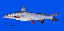 Image of Sciades herzbergii (Pemecou sea catfish)