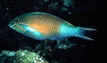Image of Scarus hypselopterus (Yellow-tail parrotfish)