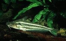 Image of Schilbe intermedius (Silver catfish)