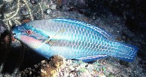 Image of Scarus iseri (Striped parrotfish)