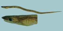 Image of Schultzidia johnstonensis (Johnston snake-eel)