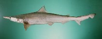 Image of Scoliodon laticaudus (Spadenose shark)