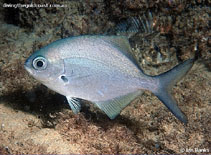 Image of Scorpis lineolata (Silver sweep)