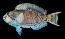Image of Scarus longipinnis (Highfin parrotfish)