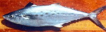Image of Scomberomorus maculatus (Atlantic Spanish mackerel)
