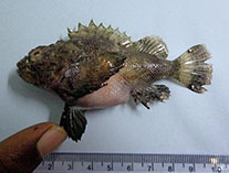Image of Scorpaenopsis macrochir (Flasher scorpionfish)
