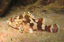 Image of Scorpaena maderensis (Madeira rockfish)