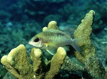 Image of Scolopsis margaritifera (Pearly monocle bream)
