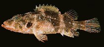 Image of Scorpaenodes minor (Minor scorpionfish)