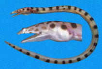 Image of Scytalichthys miurus (Shorttail viper eel)