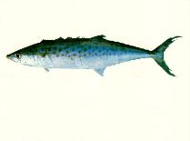 Image of Scomberomorus munroi (Australian spotted mackerel)