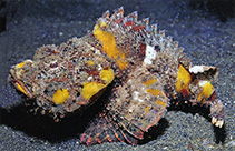 Image of Scorpaenopsis neglecta (Yellowfin scorpionfish)
