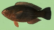 Image of Scarus niger (Dusky parrotfish)