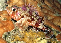 Image of Scorpaena notata (Small red scorpionfish)
