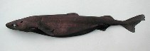 Image of Zameus squamulosus (Velvet dogfish)