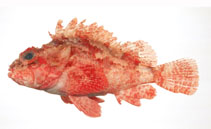 Image of Scorpaena onaria (Western scorpionfish)