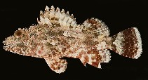 Image of Scorpaena orgila (Bold scorpionfish)