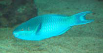 Image of Scarus oviceps (Dark capped parrotfish)