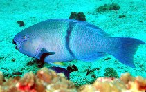 Image of Scarus persicus (Gulf parrotfish)