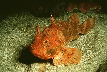 Image of Scorpaena porcus (Black scorpionfish)