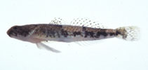 Image of Schismatogobius roxasi 