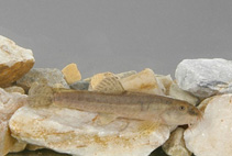 Image of Oxynoemacheilus samanticus (Kizilirmak sportive loach)