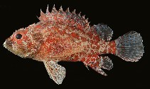 Image of Scorpaenodes scaber (Pygmy scorpionfish)