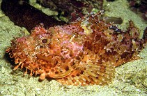 Image of Scorpaena scrofa (Red scorpionfish)