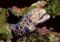 Image of Scuticaria tigrina (Tiger reef-eel)