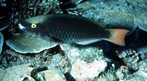 Image of Scarus tricolor (Tricolour parrotfish)