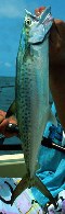 Image of Scomberomorus tritor (West African Spanish mackerel)