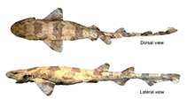 Image of Scyliorhinus ugoi (Dark freckled catshark)