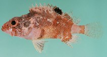 Image of Scorpaenodes varipinnis (Blotchfin scorpionfish)