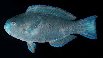 Image of Scarus viridifucatus (Roundhead parrotfish)